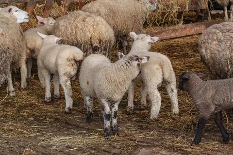 Spring time in the german westphalia Stock Photos