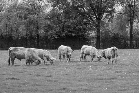 Spring time in germany Stock Photos