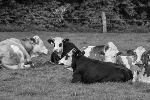 Spring time in germany Stock Photos