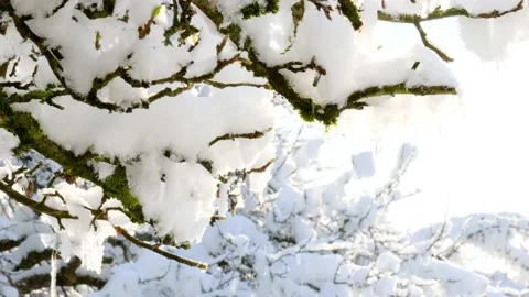Spring time. Green buds on branches in the snow in a spring sunny garden Video stock 230619109