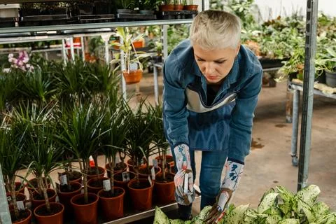 Spring time. Interior with lots of plants. Take care of house plants. Foto stock