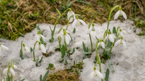Spring time lapse melting snow and white flower blooming fast Stock Footage 104748561