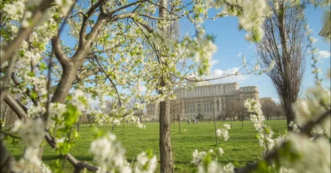 Spring time lapse with Parliament House and blossom tree in Bucharest 4K Stock Footage 49119614