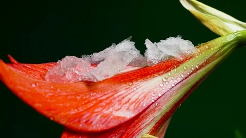 Spring Time Lapse Snow Melting On A Flower Stock Footage 86552918