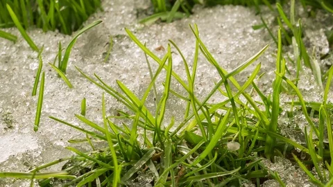Spring time lapse with snow melting fast in green grass meadow grow in sunny day Stock Footage 105866902