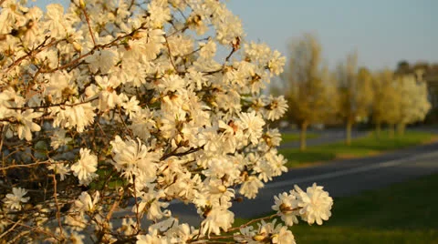 Spring time magnolia bloom in the evening light Stock Footage 26989806