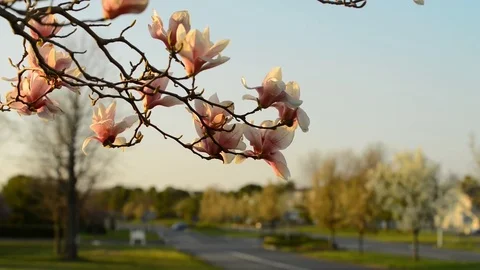 Spring time magnolia bloom in the evening light Stock Footage 78587991