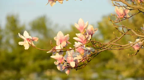 Spring time magnolia bloom Stock Footage 26989995