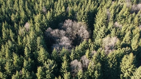 Spring time mixed forest background, aerial Stock Footage 122979090