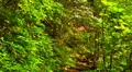 Spring time mountain path 04 HD Footage
