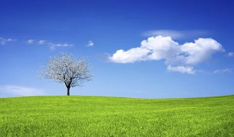 Spring time in nature with blooming tree Stock Photos