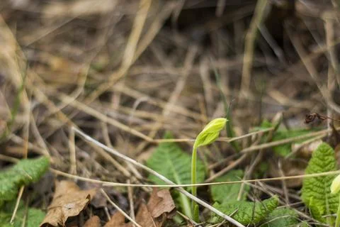 Spring time in nature Stock Photos