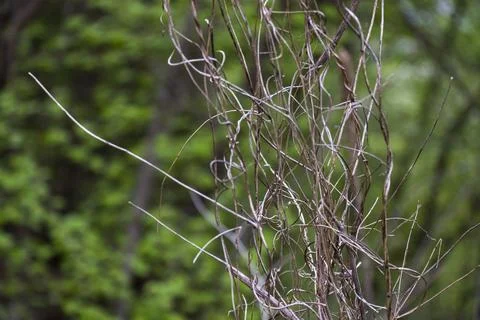 Spring time in nature Stock Photos