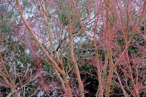 Spring time in nature with pink tree Stock Photos