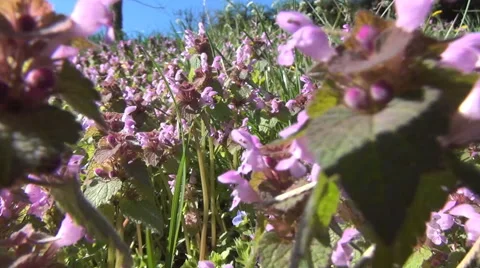 Spring Time Nature Relaxing Walk POV Mountain Wild Flowers Colored Background Stock Footage 49574151