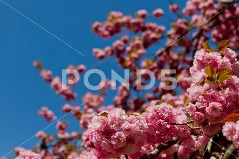 Spring time in NY Stock Photos