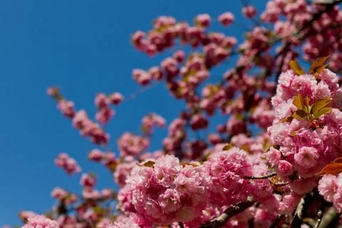 Spring time in NY Stock Photos