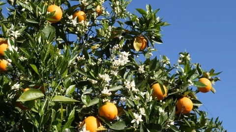 Spring time orange tree with blossoms and bees on oranges Stock Footage 105661968