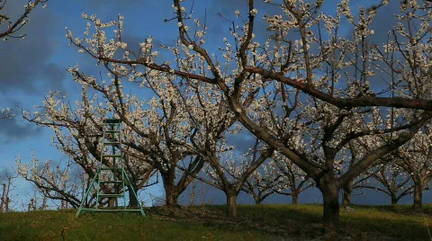 Spring time in Orchard Stock Footage 707569