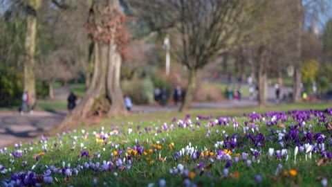 Spring time park with crocus flowers. Stock Footage 149411172