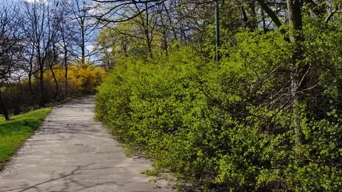 Spring time at the park. Flycam shot in beautiful, green park. Stock-Footage 74392130