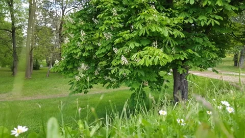 Spring time in the park Stock Footage 273576712