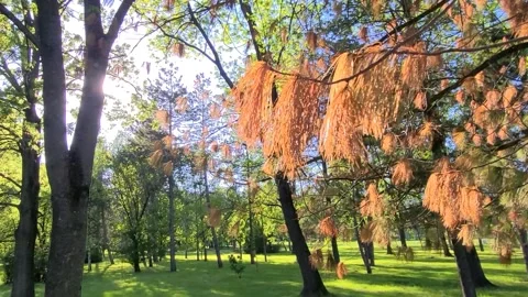 Spring time in the park Stock Footage 307864522