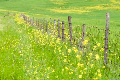 Spring time Stock Photos