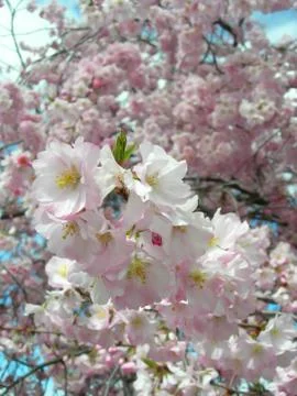 Spring time Stock Photos