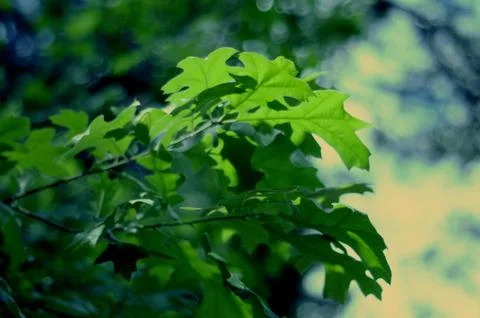 Spring Time Stock Photos