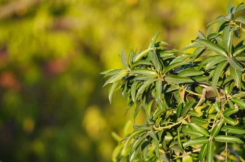 Spring Time Stock Photos