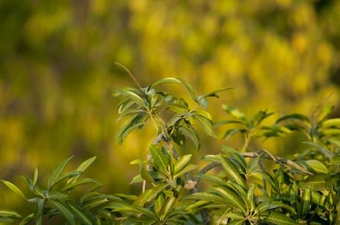 Spring Time Foto stock