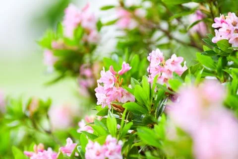 Spring time Stock Photos