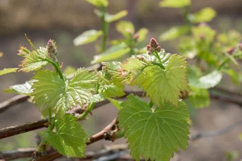 Spring time Stock Photos