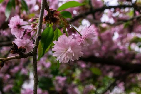 Spring time Stock Photos