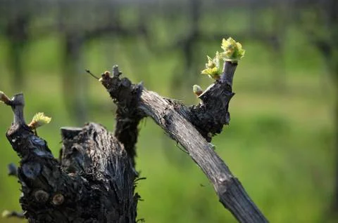 Spring time Stock Photos