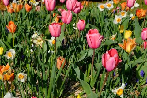 Spring time Stock Photos