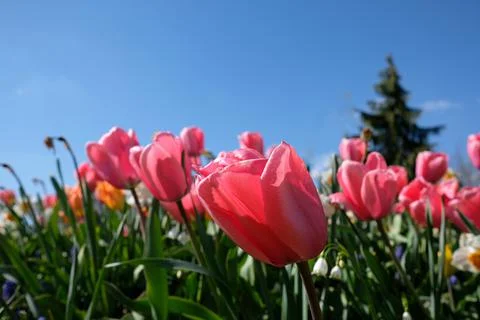 Spring time Stock Photos