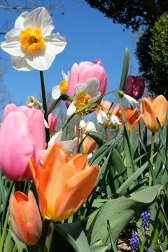 Spring time Stock Photos