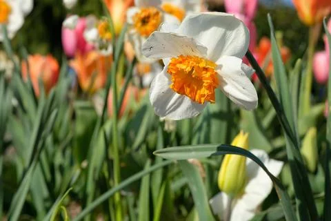 Spring time Stock Photos