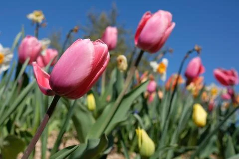 Spring time Stock Photos