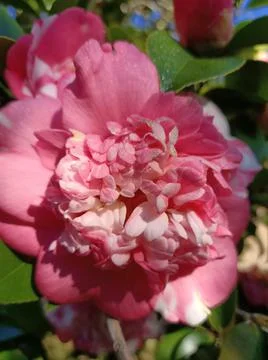 Spring time Stock Photos