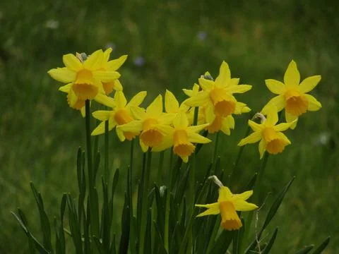 Spring Time 库存照片