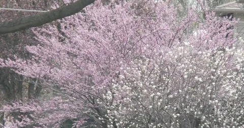 Spring Time - Purple Tree Stock Footage 76190465