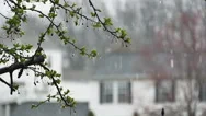 Spring Time Snow Falling On Tree With New Leaves In Slow Motion Stock Footage