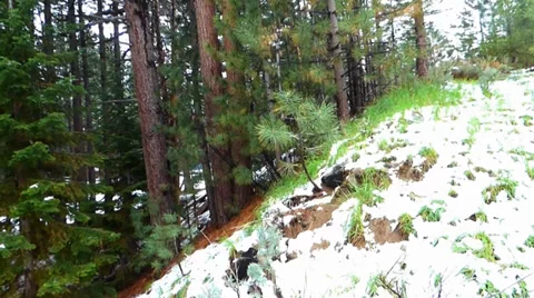 Spring Time Snow Pine Forest Video stock 38491190