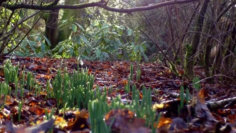 Spring Time Snowdrop Stock Footage 231758644