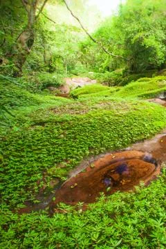 Spring time. Spring flush of leaves on deciduous sandstone and stream, lush t Stock Photos