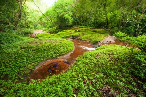 Spring time. Spring flush of leaves on deciduous sandstone and stream, lush t Foto stock