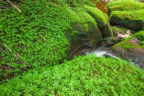 Spring time. Spring flush of leaves on deciduous sandstone and stream, lush t Stock Photos